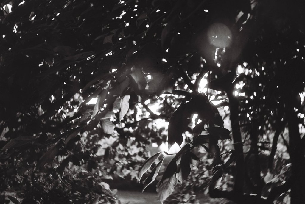 B&W Photograph of Leaves with the Sun